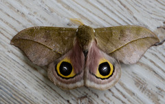 Automeris cundinamarcensis
