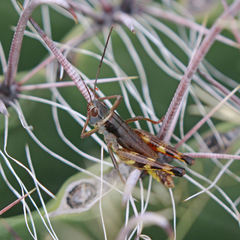 Boopedon flaviventris