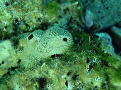 Irciniidae