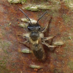 Andrena