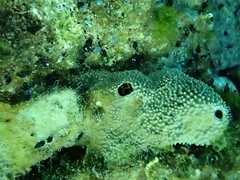 Irciniidae