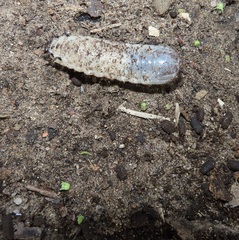 Mecynorhina passerinii