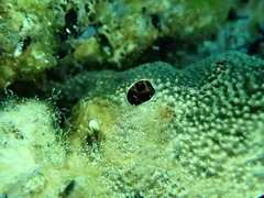 Irciniidae