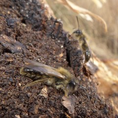 Andrena