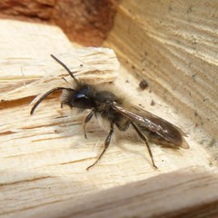 Andrena
