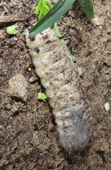 Mecynorhina passerinii