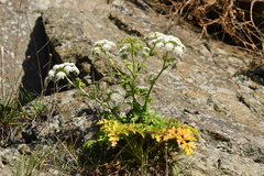 Kitagawia terebinthacea
