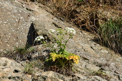 Kitagawia terebinthacea