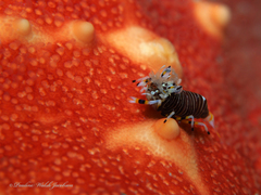 Gnathophyllum americanum
