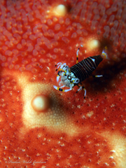 Gnathophyllum americanum