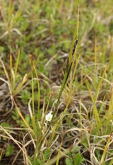 Carex aquatilis stans
