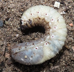 Mecynorhina passerinii