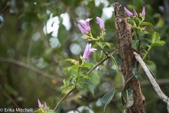 Cryptostegia madagascariensis