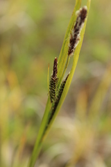 Carex aquatilis stans