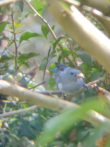 Blue-gray Tanager