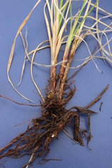 Carex aquatilis stans