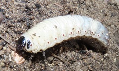 Mecynorhina passerinii