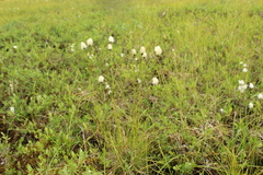 Eriophorum brachyantherum