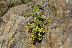 Crepidiastrum denticulatum