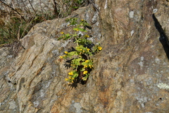 Crepidiastrum denticulatum
