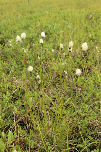 Northland cottonsedge (Eriophorum brachyantherum)
