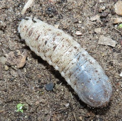 Mecynorhina passerinii