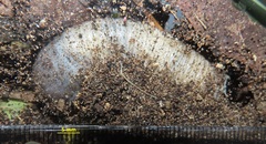 Mecynorhina passerinii