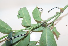 Mitriostigma axillare