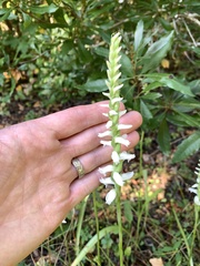 Spiranthes bightensis