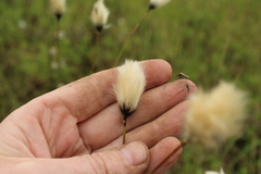 Eriophorum brachyantherum