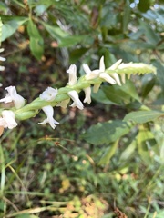 Spiranthes bightensis