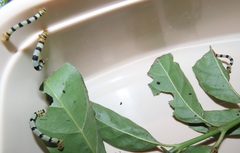 Mitriostigma axillare