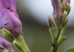 Cryptostegia madagascariensis