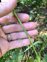 Spiranthes bightensis