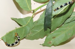Mitriostigma axillare