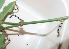 Mitriostigma axillare