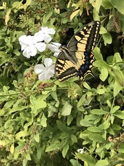 Papilio machaon melitensis