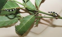 Mitriostigma axillare