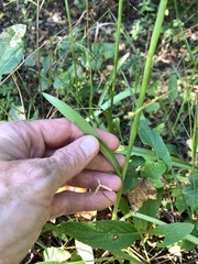 Spiranthes bightensis