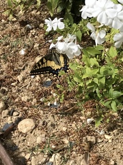 Papilio machaon melitensis