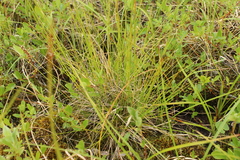 Eriophorum brachyantherum