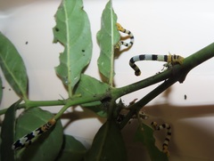 Mitriostigma axillare