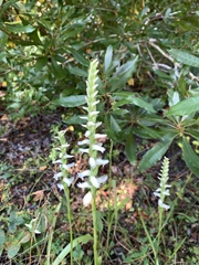 Spiranthes bightensis