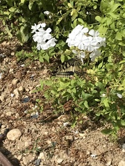 Papilio machaon melitensis