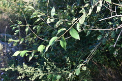Ulmus pumila