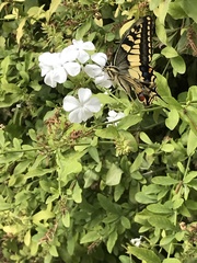 Papilio machaon melitensis