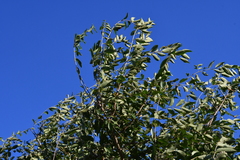 Ulmus pumila