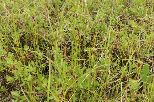 Image of Juncus castaneus by (c) nina_nesterova, some rights reserved (CC BY)