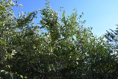 Ulmus pumila