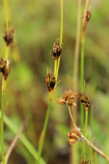Juncus castaneus leucochlamys
